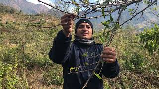 Timur Zanthoxylum armatum cultivation  मकवानपुरमा टिमुर खेती प्रबिधी Medicinal Plants [upl. by Hyde172]