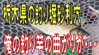 栃木県の釣り堀砂利穴でヘラブナ再釣行竿の曲がり具合が・・・ [upl. by Linden]