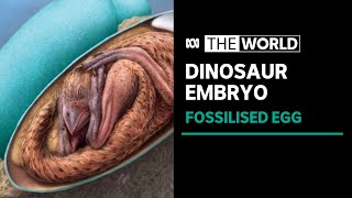 When Scientists Studied Fossilized Dinosaur Eggs They Found An Amazing Secret Inside Their Shells [upl. by Sandra329]