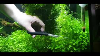 Trimming my quotSlightlyquot Overgrown Hydrocotyle Tripartitas [upl. by Atnauqal268]