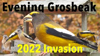 Evening Grosbeak 2022 Invasion [upl. by Onihc]