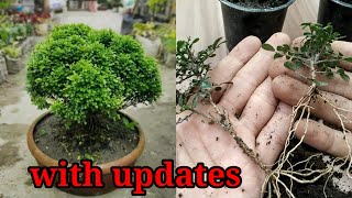 How to grow table kamini from cutting Mini table kamini propagation from cutting with updates [upl. by Assilaj]