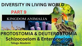 Diversity in living world part9 kingdomanimalia kingdom schizocoelom protostomia deuterostomia [upl. by Mellicent]