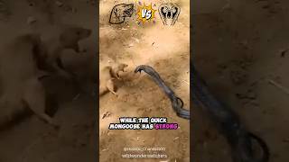 🐍 vs Mongoose 😬 [upl. by Ardaed241]