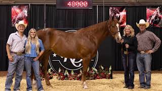 Ruby Buckle Stallion Owners Select Sale 3rd High Seller [upl. by Afra]