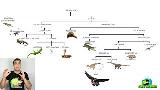 Clasificación de los Reptiles  ¿Cuántos grupos hay [upl. by Chuah]