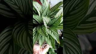 Calathea vittata [upl. by Edison]