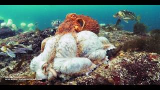 Northern Giant Pacific Octopus 15 seconds [upl. by Gunn]