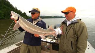 Sturgeon Fishing Columbia River in Astoria Oregon [upl. by Einnok]