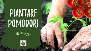 Come piantare i pomodori nellorto [upl. by Prochoras15]