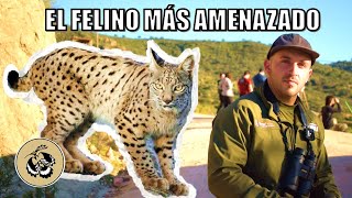 El Lince Ibérico buscamos al felino más amenazado de Europa [upl. by Merissa]