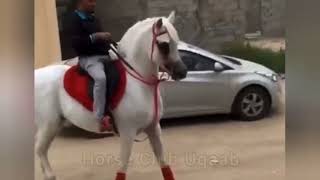 Beautiful Arabic Horse horse arabianhorse horselover ghoda arabhorses [upl. by Ahsinek812]