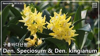 구름바다난원 대명석곡과 긴기아넘 동향 amp 단정학 꽃Dendrobium kingianum Dendrobium speciosum [upl. by Eelyah523]