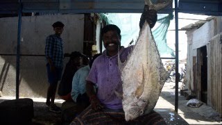 DIAMOND TRAVELLY FISH CUTTING VIDEOVD144FRESH SEAFOODPULICAT ANGLERSKASIMEDU FISH CUTTING SKILL [upl. by Meehan]