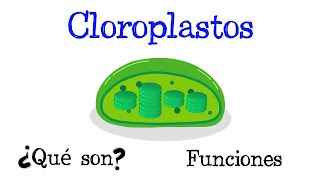 🌿 ¿Qué son los Cloroplastos 🌿 Funciones 🌞 Tilacoides y Estroma Fácil y Rápido  BIOLOGÍA [upl. by Munt]