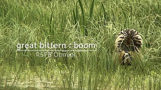 Bittern  boom song  RSPB Otmoor [upl. by Ittak]