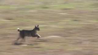 Bobcats are FAST [upl. by Aryk]