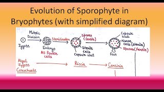 Evolution of Sporophyte in Bryophytes  For BSc and MSc ALL ABOUT BIOLOGY  BY JYOTI VERMA [upl. by Isleana]