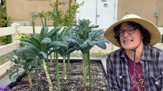 How to Harvest Dinosaur Kale [upl. by Ekim]