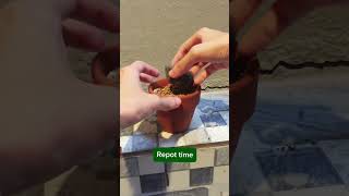 Save an Overwatered Cooperi Succulent succulent haworthia houseplant plantcare onlyplants [upl. by Eniladam236]