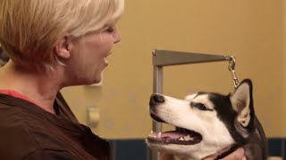 How to Brush Your Dogs Teeth Petco [upl. by Welton]