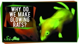 Why Do We Make Glowing Rats [upl. by Carita]