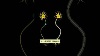 Myelinated Neurons science physiology neuroscience [upl. by Marabel]