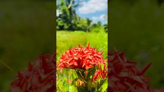 Red color flowers fresh feel sometimes nature shortsvideo shortsfeed flowers shorts [upl. by Enrobso]