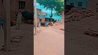 Kabutar Ki Trennig Ho Gyi viralvideo training shorts kabootar pigeons petslover [upl. by Orual]