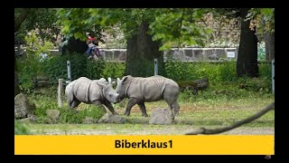 Die Nashorn Babys Kiba und Keeva im spielerischen Gefecht  Rhinozeros Zoo Augsburg [upl. by Sabas86]