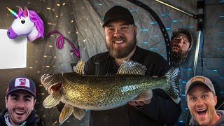 Ice fishing for shallow walleye FEEDING FRENZY [upl. by Lorusso]