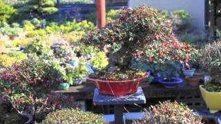 A bonsai journeyjapanPart 1 [upl. by Irret886]