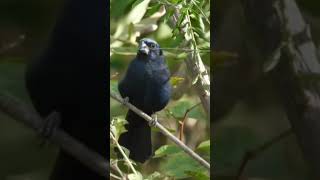 Canto de Pássaros  AZULÃO  Ultramarine Grosbeak birds cantodepassaros aves [upl. by Mirabel]