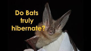 Bat hibernation [upl. by Kyle]