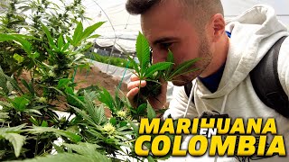 ⛔️Así es una PLANTACIÓN de MARIHUANA y LABORATORIO de DROGA en COLOMBIA [upl. by Remoh280]