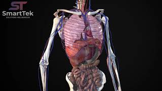 Full Virtual 3D Human Body Anatomy [upl. by Cordeelia]