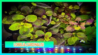 LOBELIA CARDINALIS  AQUARIUM PLANT CARE GUIDE [upl. by Abell]