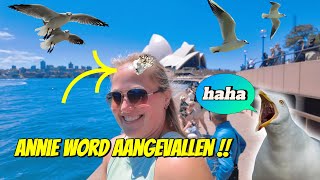 ANNIE WORDT OP HAAR HOOFD GESCHETEN DOOR EEN MEEUW IN SYDNEY  291 [upl. by Nordin390]