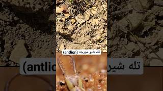 تله هوشمندانه شیر مورچه antlion hiking آوان کوهنوردی antlion حیوانات wildlife nature [upl. by Riggall]