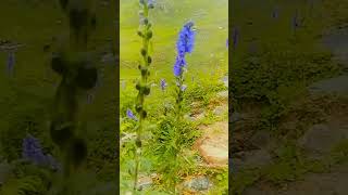 Blue Persicaria Affinis On The Way To Ratti Gali Lake [upl. by Agbogla]