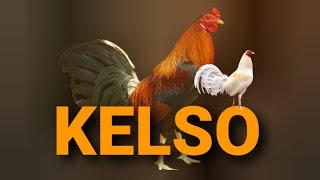 Kelso fowl [upl. by Nnil]