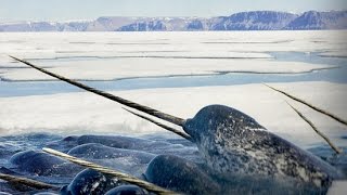 Wow  Amazing Facts About The Narwhal [upl. by Irihs100]