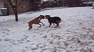 Boxer Vs Rottweiler GSD [upl. by Atterahs]