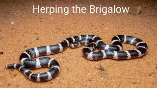 Herping the Brigalow Night 1  Bandybandys and scalyfoots [upl. by Bourgeois]