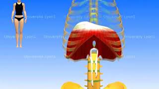 Le diaphragme respiration normale et respiration forcée [upl. by Korns]