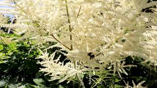 White Astilbe Flower  Astilbar  Best Perennial Plant [upl. by Eudocia]