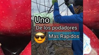 Uno de los más Rápidos podadores En Washington state [upl. by Iinde670]