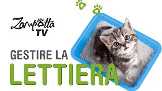 Trucchi e consigli per la gestione della lettiera del tuo Gatto [upl. by Bria]