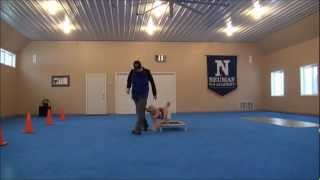 Nora Golden Retriever Dog Training Video [upl. by Aropizt]