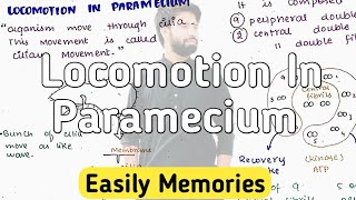 Locomotion In Paramecium  Ciliary Movement [upl. by Eydie]